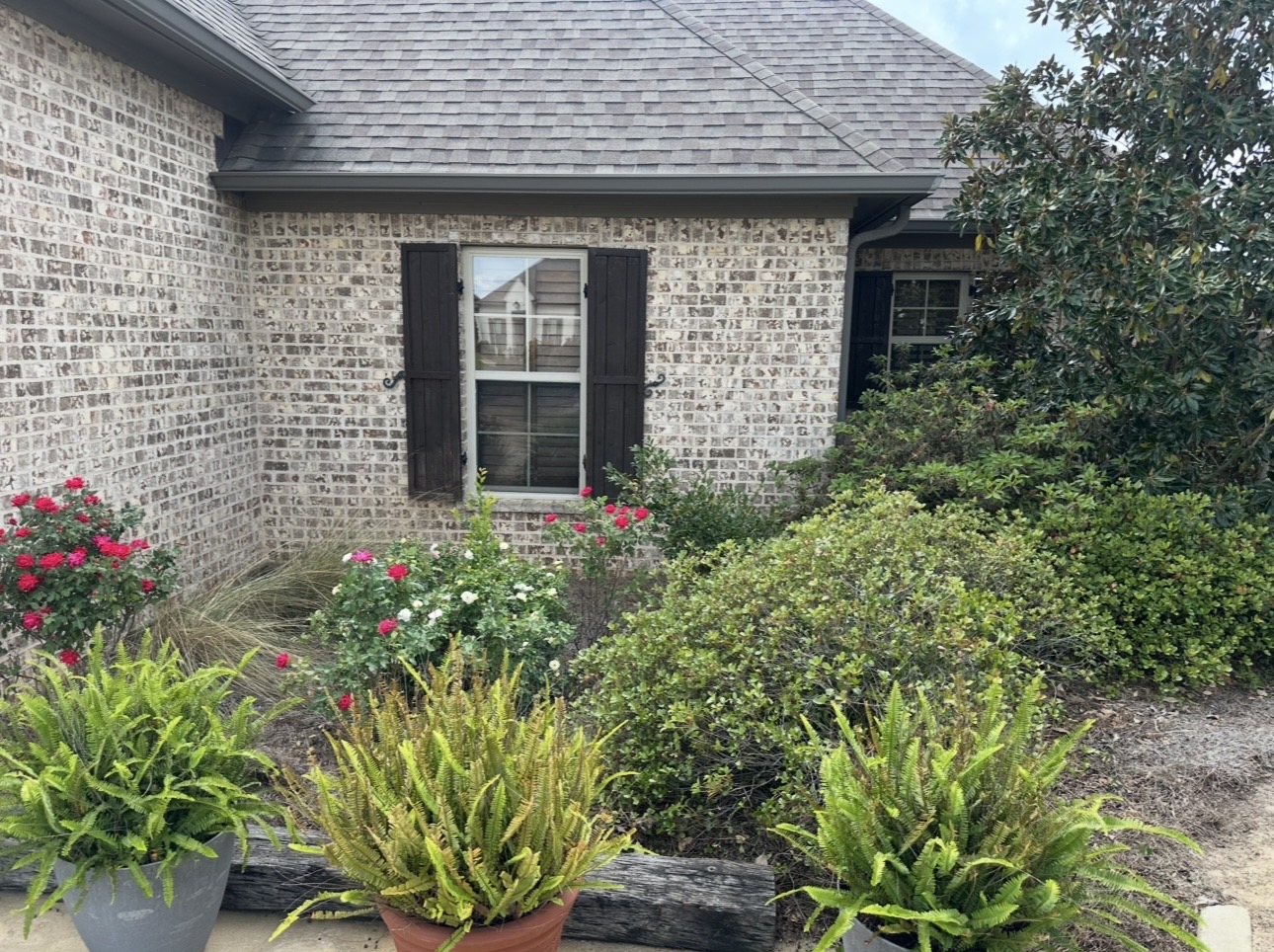 Garden beds with rose bushes and ferns